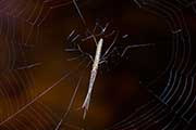Long-jawed Spider (Tetragnatha demissa) (Tetragnatha demissa)